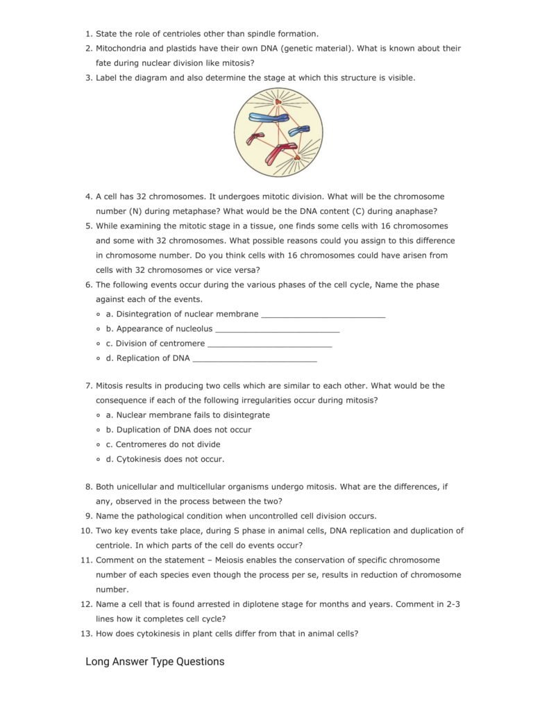 Important Questions For Class 11 Biology Chapter 10 Cell Cycle and Cell Division