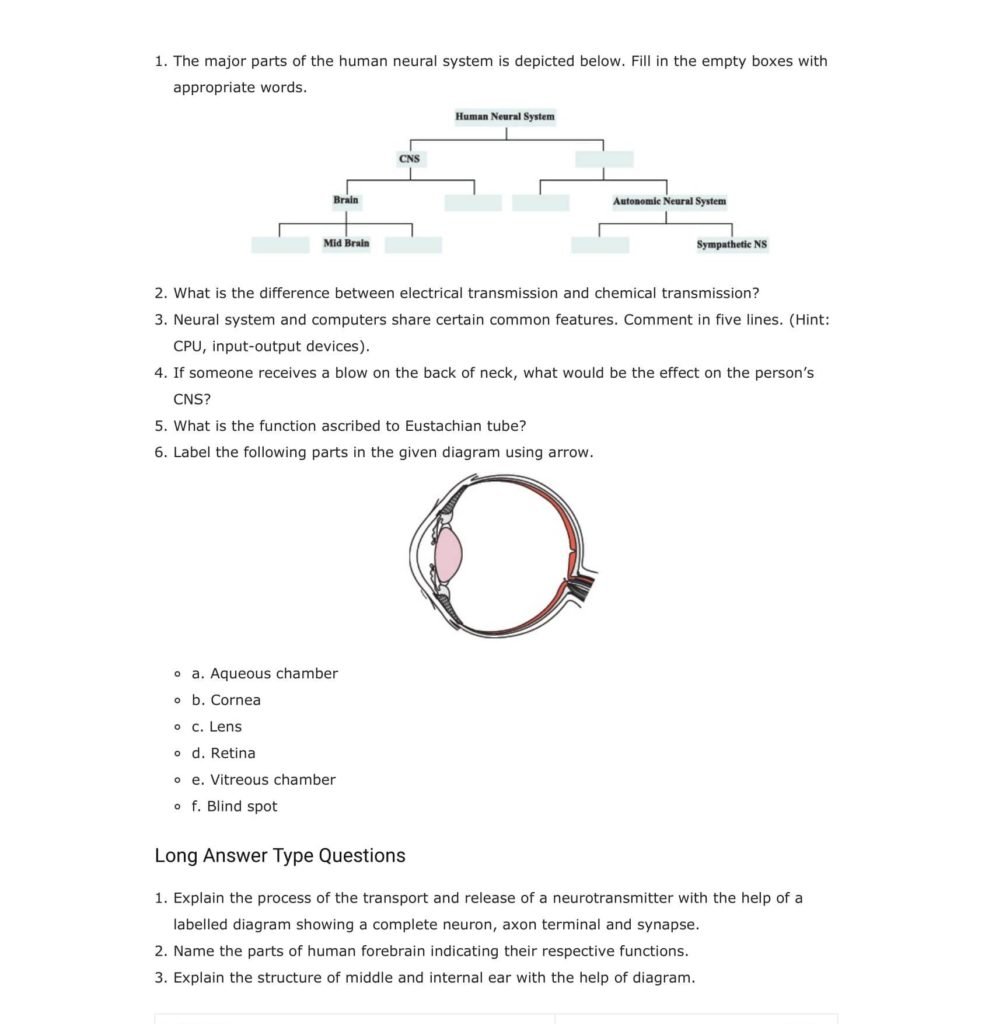 Important Questions For Class 11 Biology Ch 21 Neural Control and Coordination