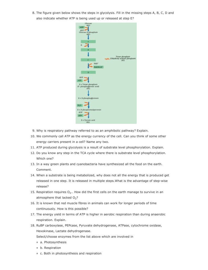 Important Questions For Class 11 Biology Ch 14 Respiration in Plants